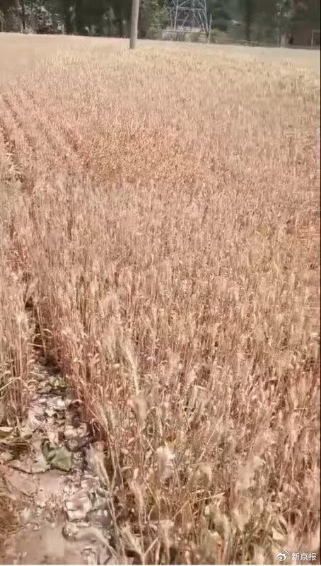 河南干旱部分农户提前割麦，农业部门：将救灾资金用于灌溉打井